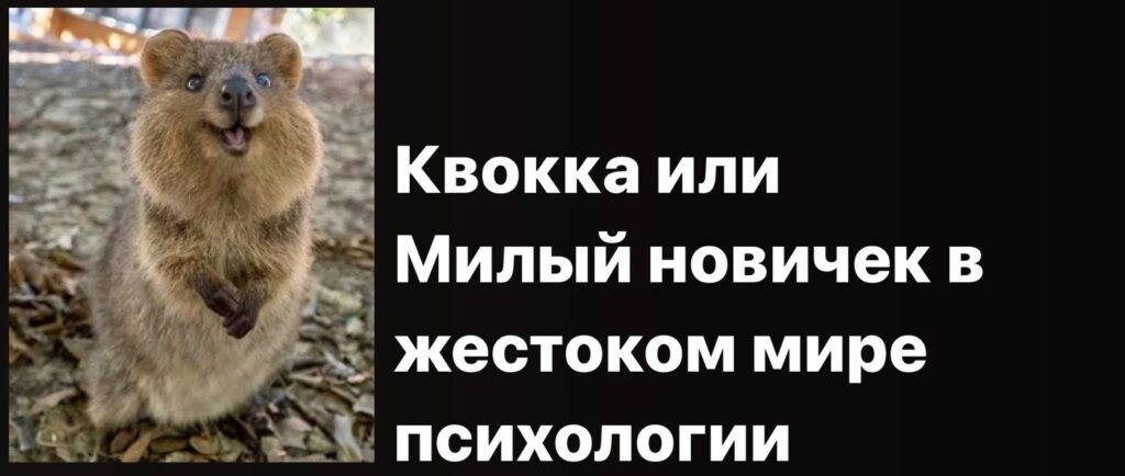 Квокка как символ начинающего психолога и первых шагов в частной практике